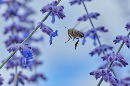 bee is flying to a lavender flower