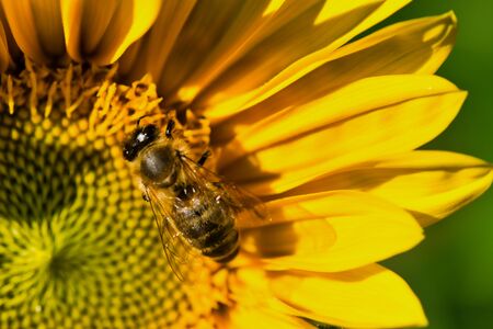 macro of a bee in a sunflowerの写真素材