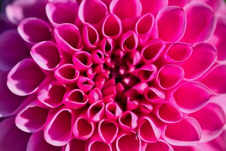 macro color photo of pink pompon dahlia, frame filling as background photoの写真素材