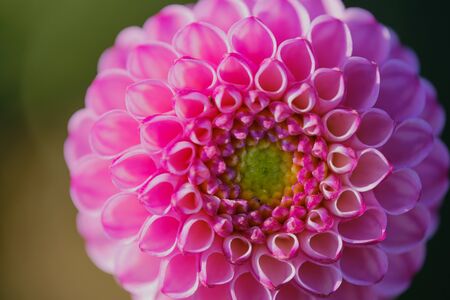 close up of a pink pompon dahlia, macro color photoの写真素材