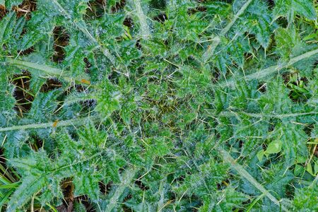 macro of a thistle with water drops as background pictureの写真素材