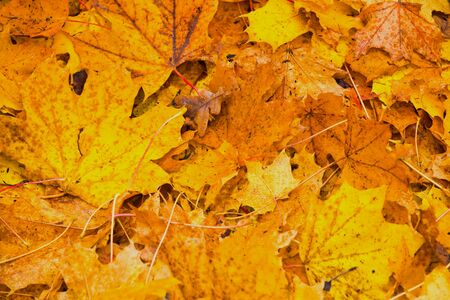 yellow autumn foliage as a picture backgroundの写真素材