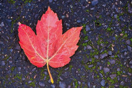 red maple leaf lying on dark blue asphaltの写真素材