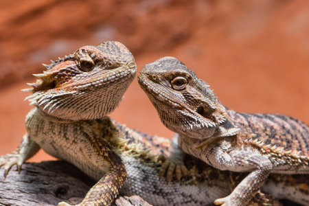 male and female bearded dragon, looking to each other