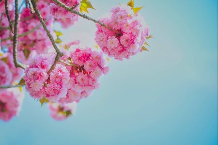 branch of a Japenese cherry tree in spring against blue sky with copy spaceの写真素材