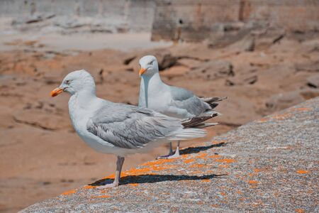 two seagulls on a wall in Guilvinec, Brittany, orange teal lookの写真素材