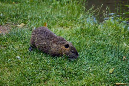 brown nutria on the bank near the river Glan in Germanyの写真素材