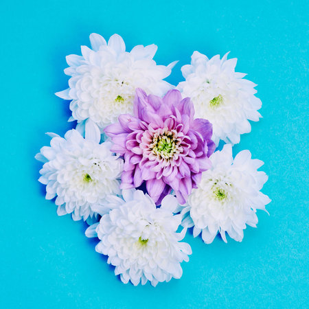blue background with white and violet dahlia flowers laid in the middle