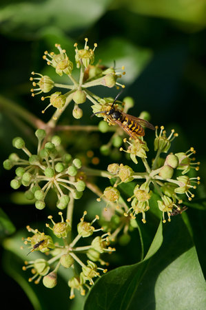 macro of a wasp on a blooming common ivy