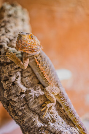 close up of a male bearded dragon, orange colored with copy space, focus on the eye
