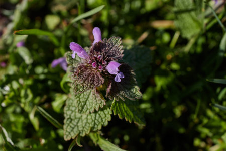 closeup of wild blue purple dead-nettle, invasive shade weed flowers growing in a field with leavesの写真素材