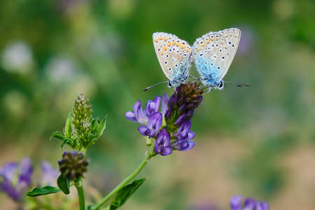 Male and female blue gossamer-winged butterfly together on a violet flowerの写真素材