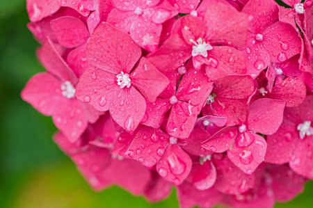 close up of a pink hydrangea flower, with rain drops