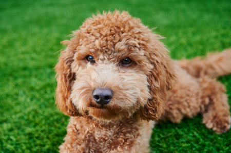 Red-haired miniature poodle freshly groomed in the gardenの写真素材