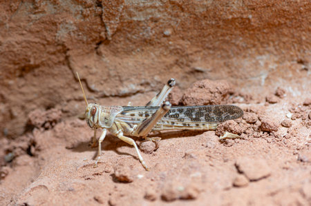 A desert grasshopper is seen resting on sandy soil under sunlight in an arid location. Its intricate patterns offer excellent camouflage against the earthy background.の写真素材