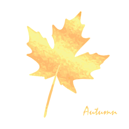 Golden autumn maple leaf.Autumn leaf, isolated on white background.Maple leaf.Autumn leaf design elementsのイラスト素材
