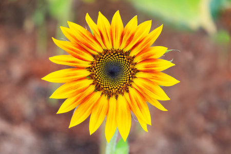 Close up of sunflower