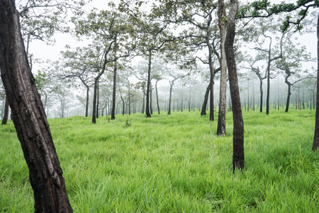 mist forest in the morning