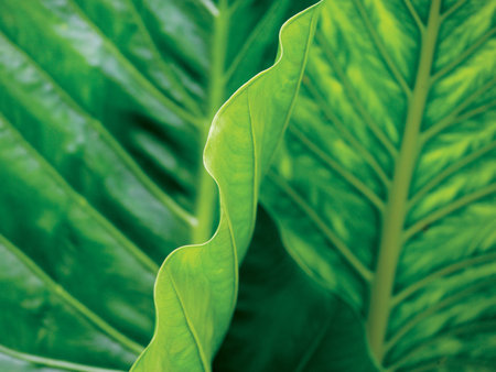 Closeup of large leaves illuminated by sunlight.の写真素材