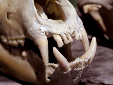 Close up image of a mammals large teeth.の写真素材