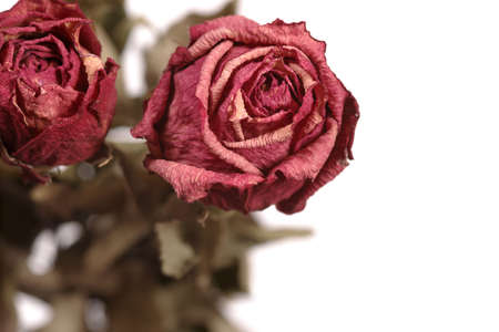 Shallow depth of field image of dried red roses.の写真素材