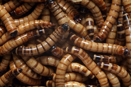 Background photo of Zoophobas superworms.の写真素材