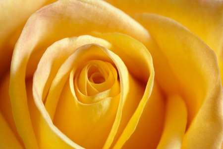 Shallow depth-of-field image of the centre of a yellow rose. Focus on the tips of the petals.の写真素材