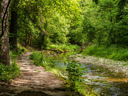 Photo of a footpath and stream running through a forest.