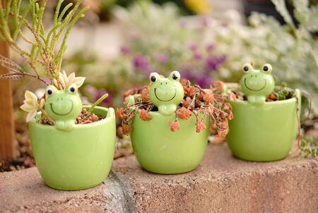 Three frog pot plantsの写真素材