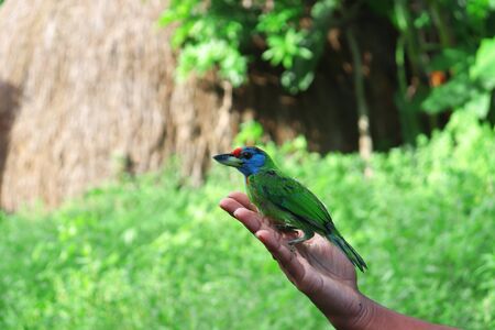 A bird in my handの写真素材
