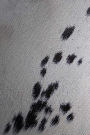 closeup of animal-hide, with dalmatian dotsの写真素材