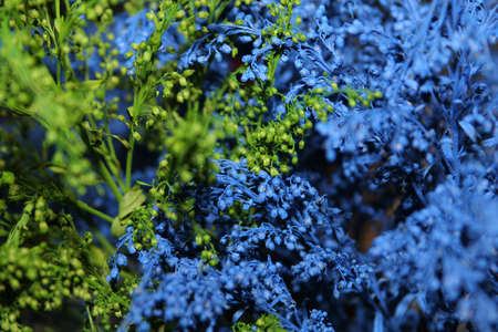 closeup of a blue and green flower decorationの写真素材