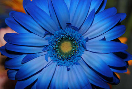 Cropped shot of a blue flowerの写真素材