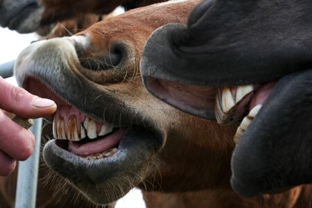 horses getting a treat showing a mouthful of bad teethの写真素材