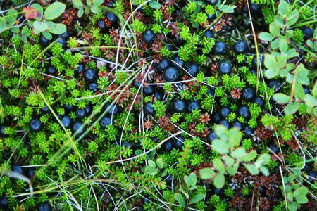  berries on the ground in natureの写真素材