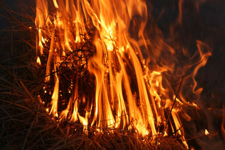 wild bushes on fire raging out of control, symmetry in flamesの写真素材