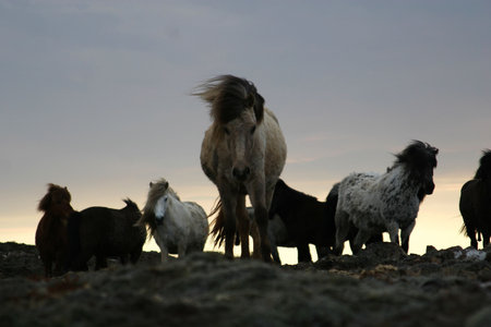 pack of horses on a ridge, curious horse coming towards cameraの写真素材