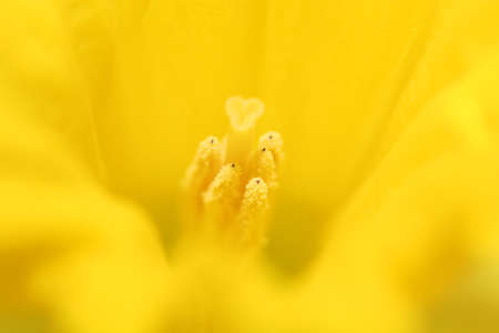 Macro of core of a yellow daffodil, very shallow depht of fieldの写真素材