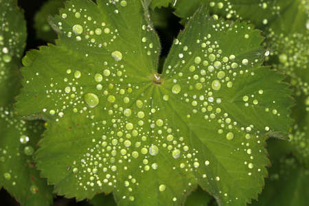 macro shot of dew drops on a green leaf, drops seem to glow due to lightingの写真素材