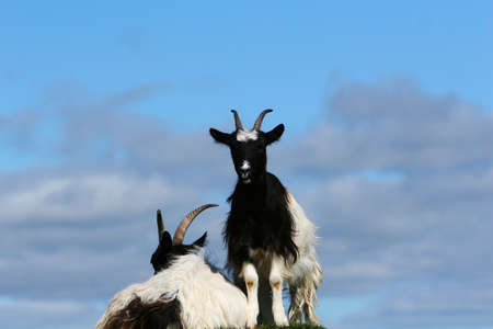 two goats on top of hill one lying one standing looking at cameraの写真素材