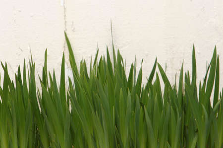 green plant blades standing against a white wallの写真素材