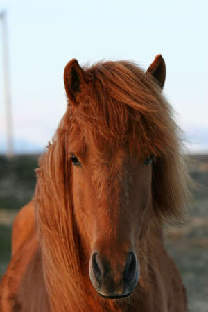 Redish brown horse, portrait shot of head and upperhalfの写真素材