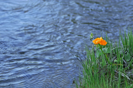 Photograph of orange flowers on a riverbank 