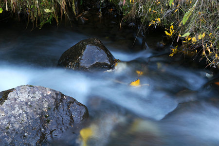Two rocks in a small stream, motion to streaming water, leaves and branches in the water. Picture...