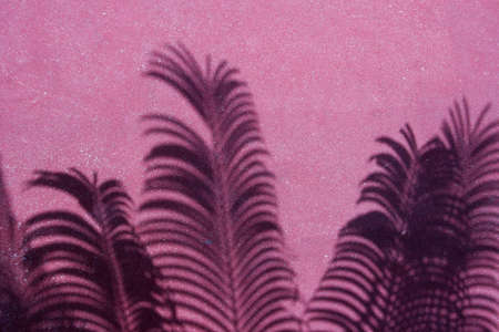 shadows of palmtree leafs on the pavement, interesting backgroundの写真素材