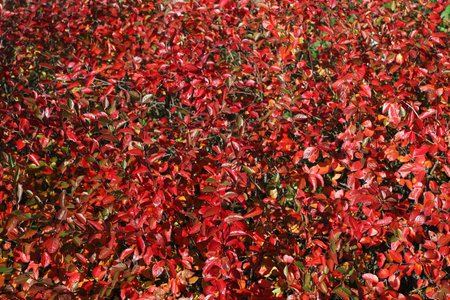 Red autumn leafes on a garden bush, great background and patternの写真素材