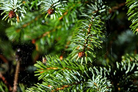 dew cowered spiderweb with spider in the middle, green tree backgroundの写真素材