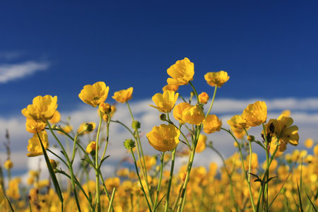 A field of small yellow summer flowers against a deep blue sky, shot in the setting sun, very saturated colors and warm summerfeel to the imageの写真素材