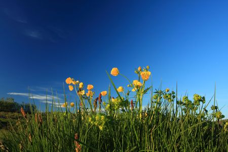 wild yellow flowers against a deep blue sky, intentional minor blurring on some flower caused by breeze. Incredible contrast, の写真素材