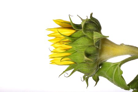 Side shot of an unopened sunflower on whiteの写真素材